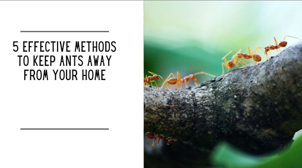5 Effective Methods To Keep Ants Away From Your Home