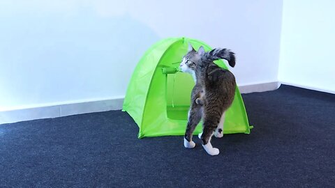 Cat Inspects His New Tent