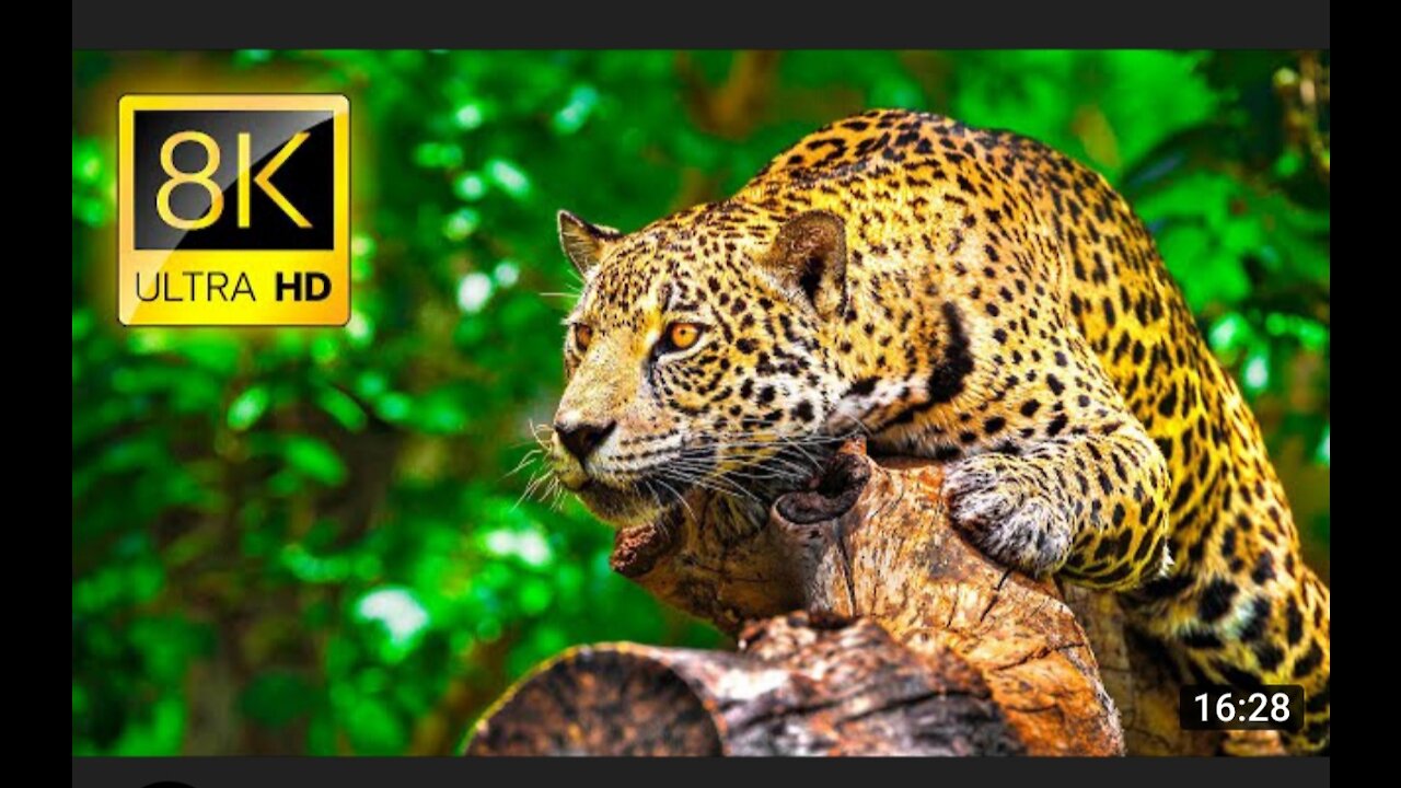 Ultimate Wild Animals Collection in 8K ULTRA HD / 8K TV