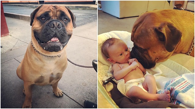 This dog saw that the baby was crying non-stop it was sure the toy would help him too.