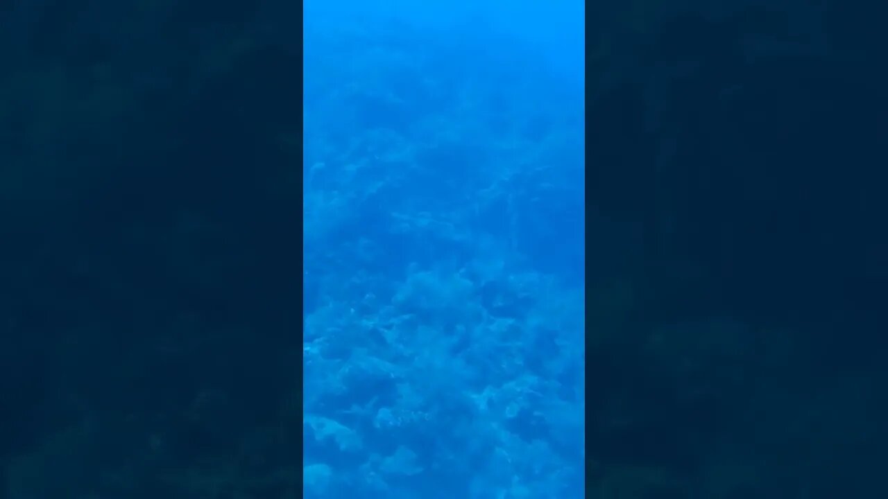 Coral Reef from a Submarine! - Part 2