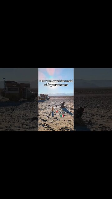 Traveling the world with these two 🐶🐱 #shorts #vanlife #travelvlog #travelingpets #travel #overland