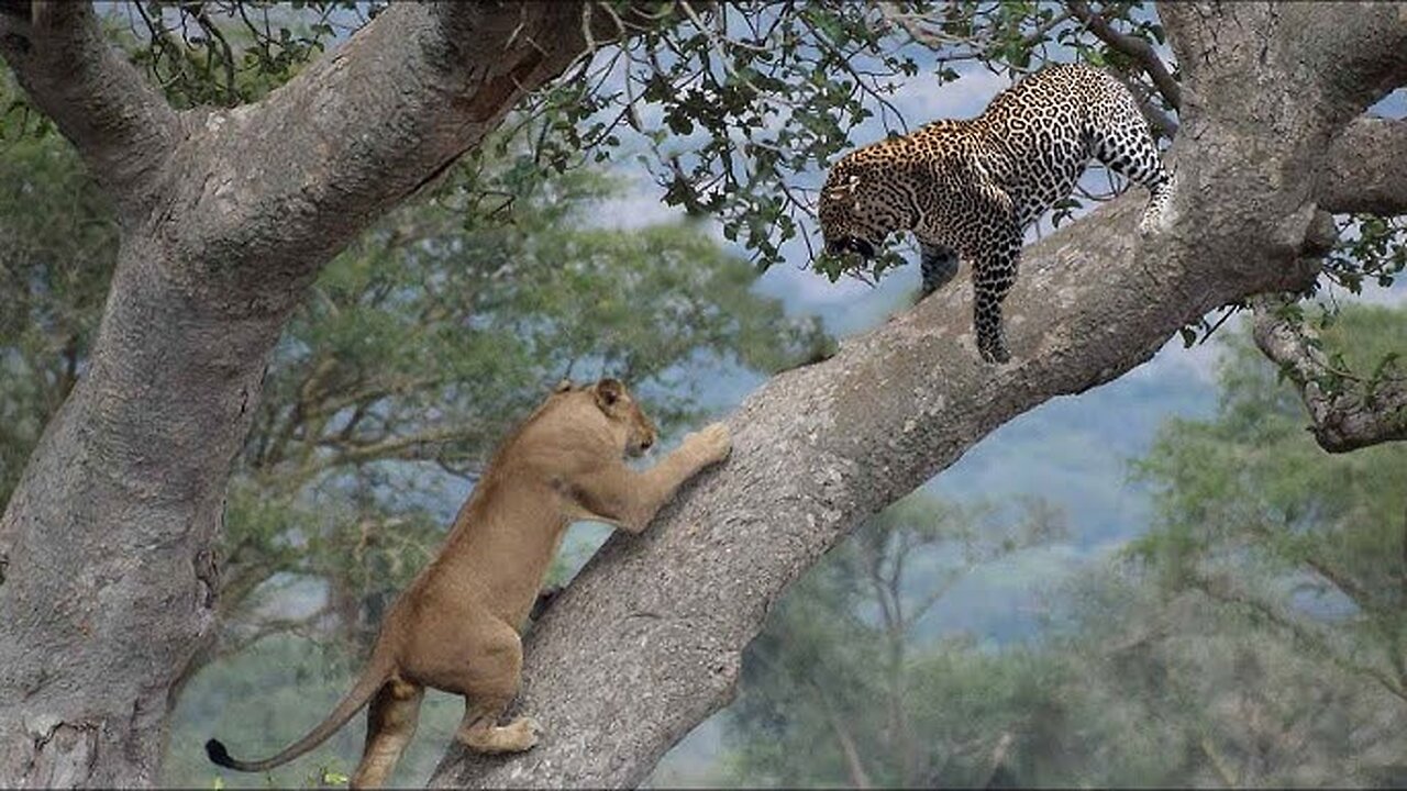 Lion attack on leopard 🐆🦁#shorts #lion #leopard #attack #fight #tree #animals #viralvideo