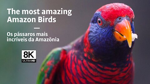 The most amazing birds in the Amazon 8K ULTRA HD