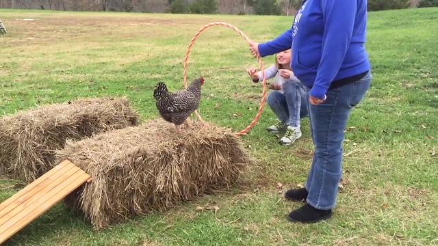 "A Girl Leads A Chicken Around an Obstacle Course"