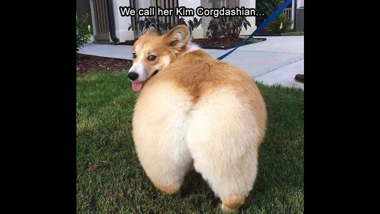 Funniest Animals - Best Of The 2021 Funny Animal Videos #58