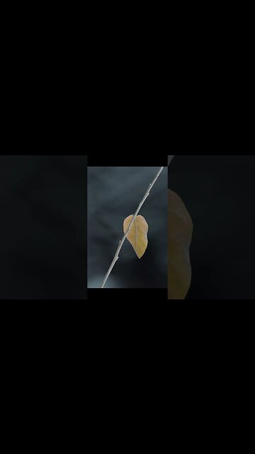 Canon R10 Images / 100-400mm f5.6-8