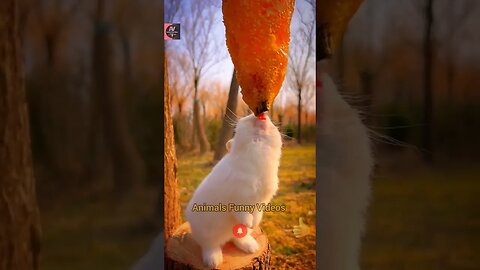 eating rabbits,compilation,animals funny videos, cute rabbits compilation,pets #shorts #animals
