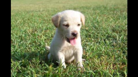 Une propriétaire apprend à son chien à hurler