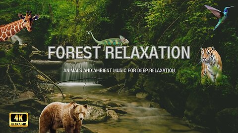 Animals of the Forest: A Relaxing wildlife Video with Music #wildlifeanimals #relaxation