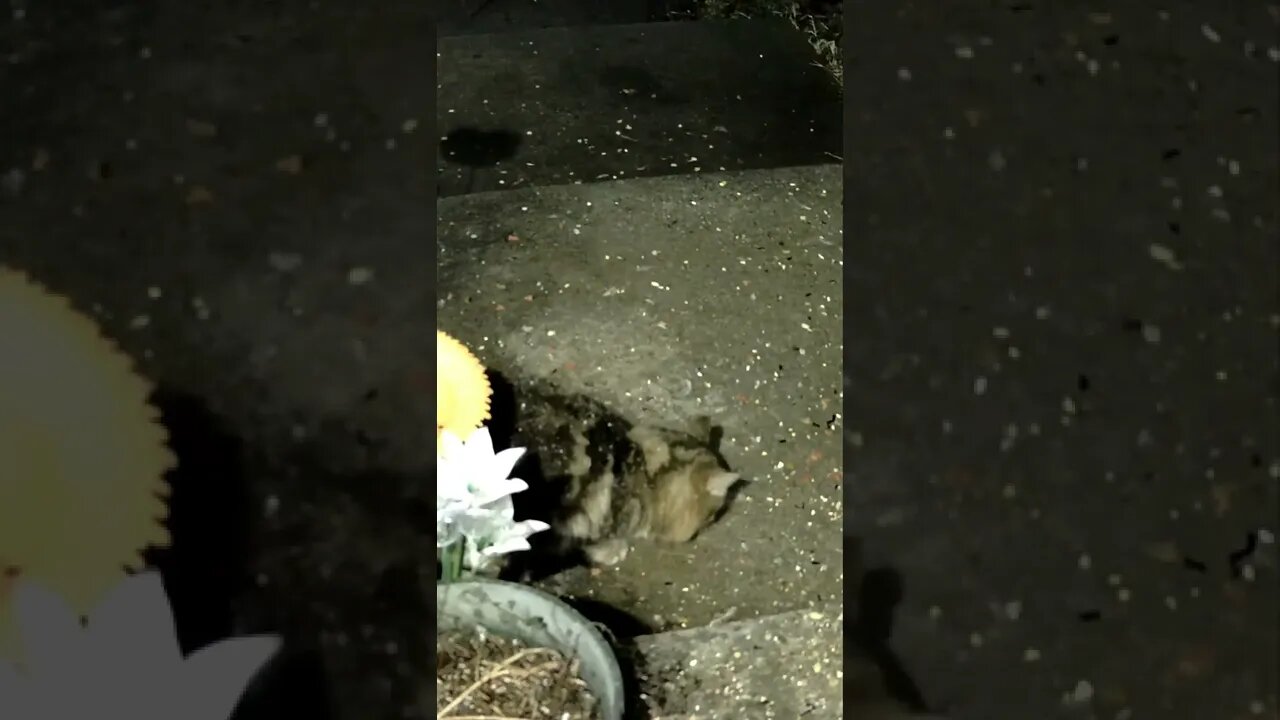 The Cat Does Not Care About The Icy Rain #Shorts 😺