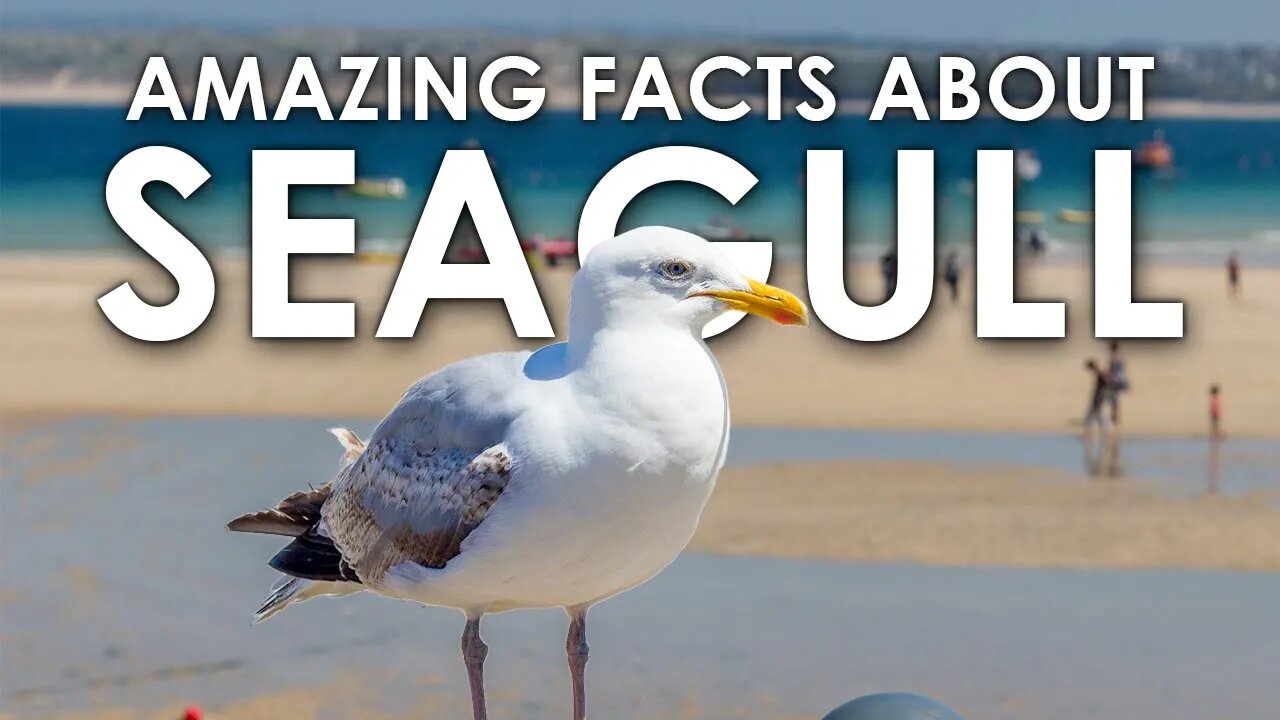 THE AMAZING LIFE OF GULL | SEAGULL | LIFE OF GULL | ANIMAL | NATURE