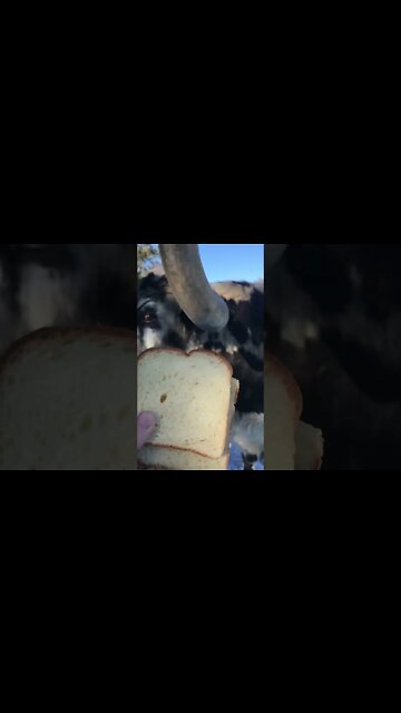 What Longhorns eat it the 701. #shorts