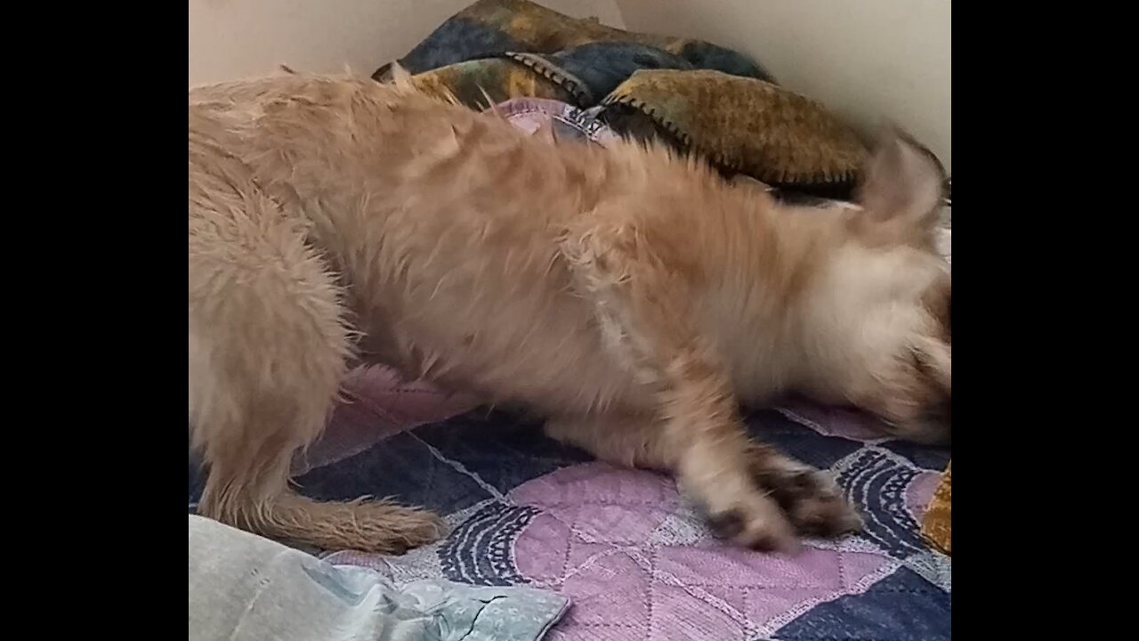 funny puppy gets very excited after a shower