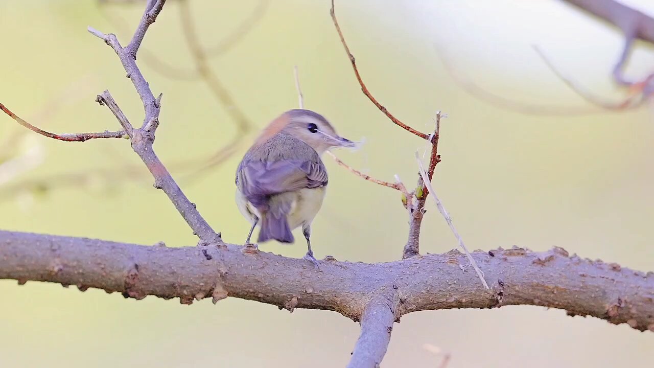 Finding Peace in Nature: Bird Watching