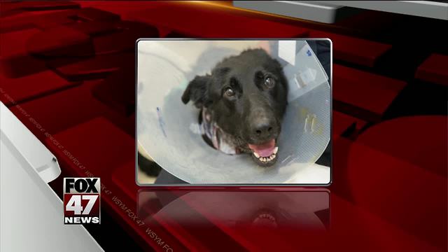 Michigan police dog recovering from stabbing