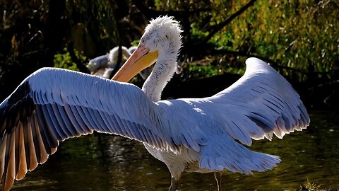 Bird Love