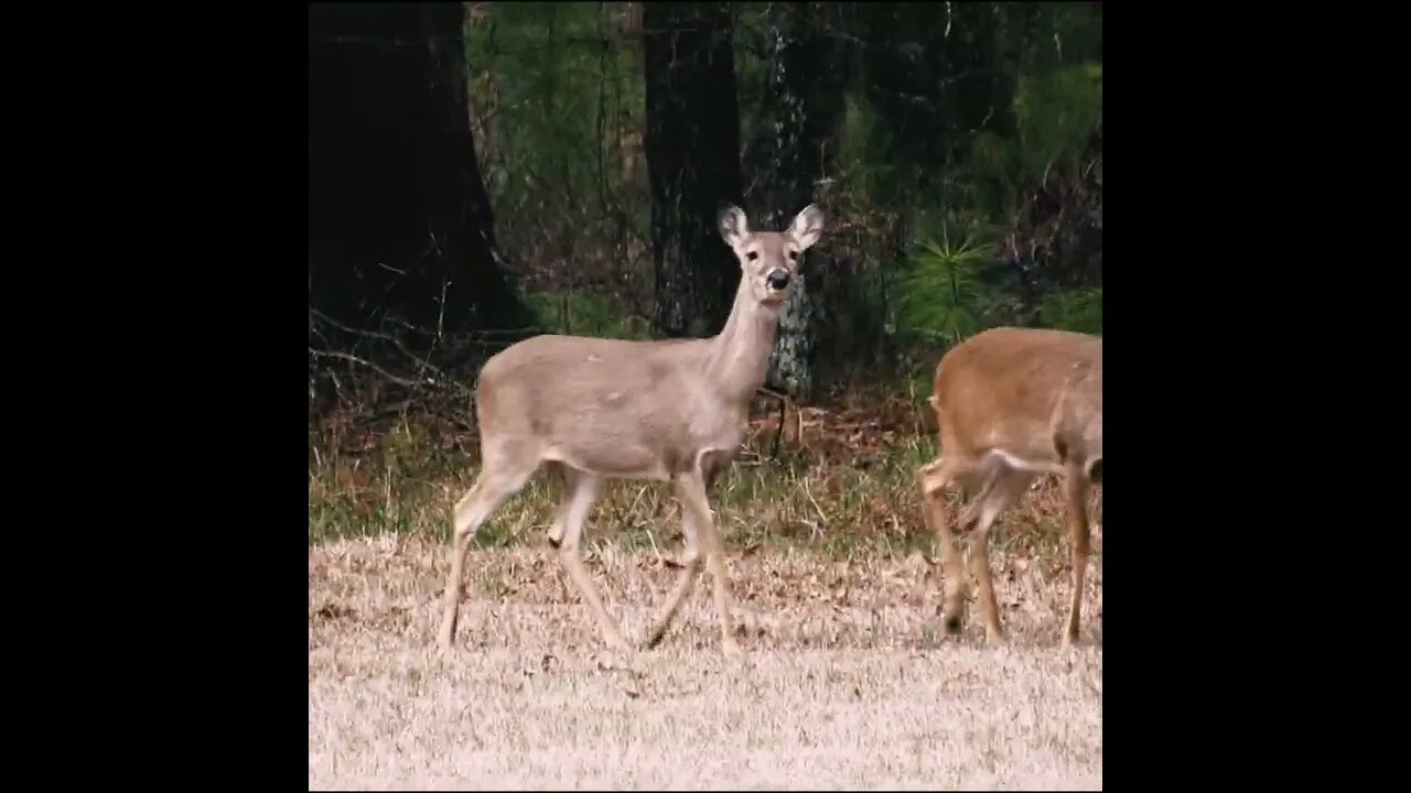 Deer by the road