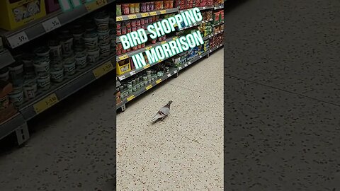 Bird shopping in Morrison