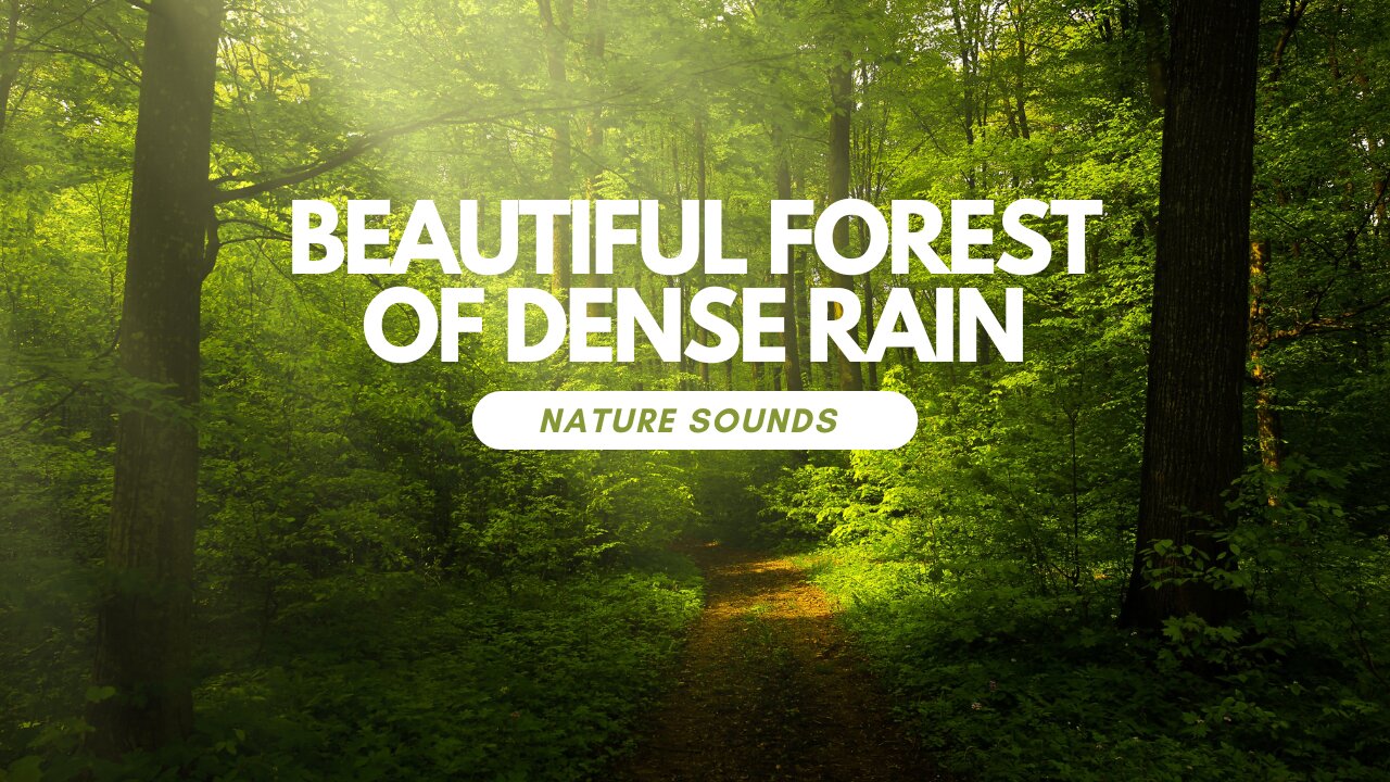 Falling into Deep Sleep Instantly with Forest Beautiful Heavy Rain & Thunder at Night - RainForest