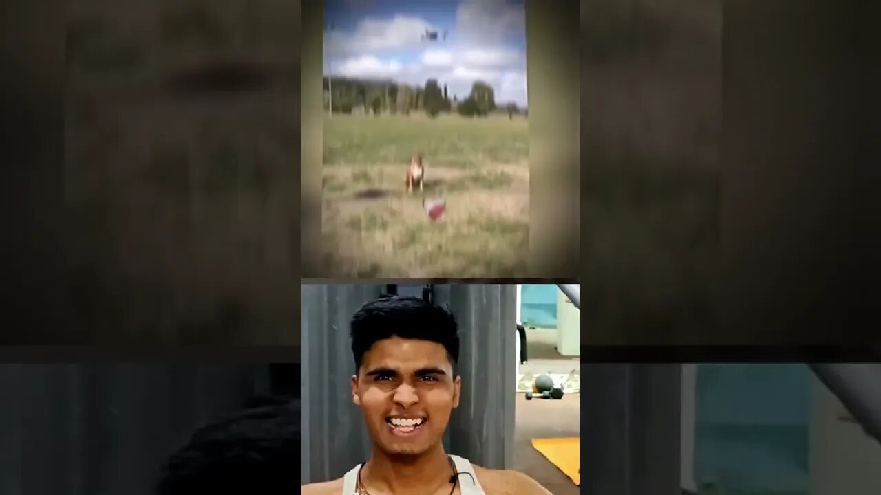 Mr Bombastic Doggo Drone