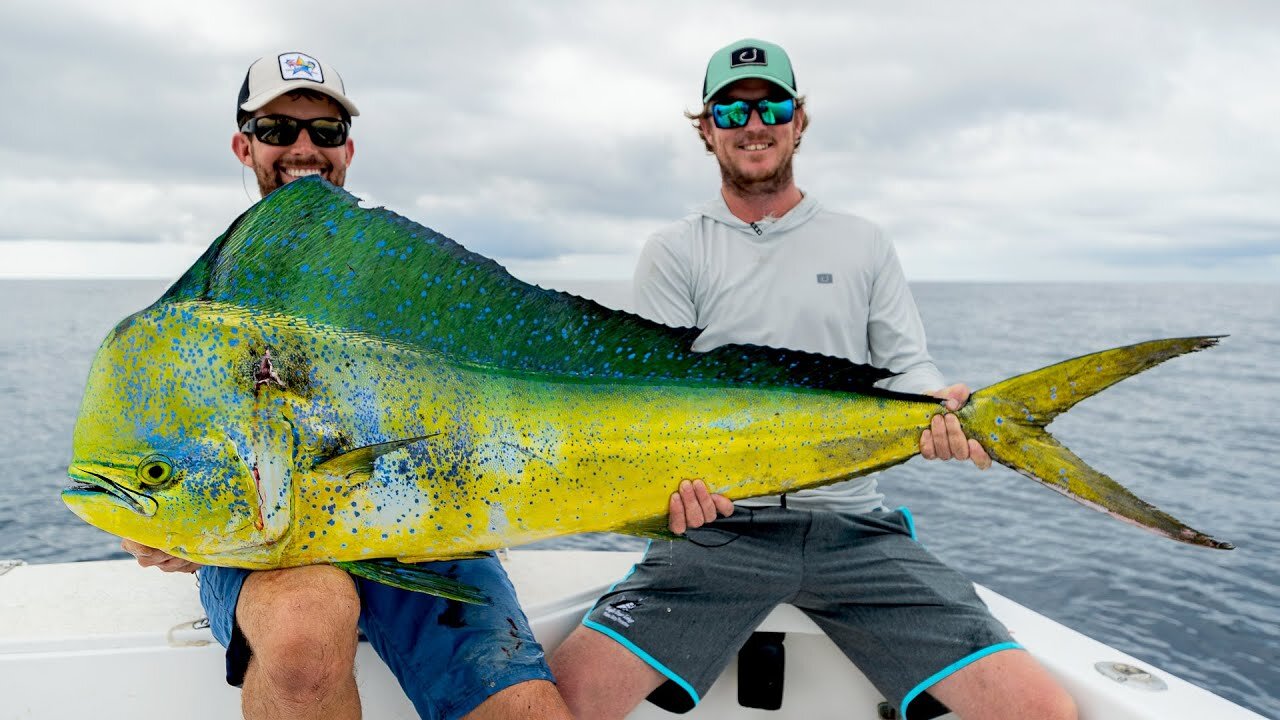 Fishing Monster yellow-green dolphin fish by pro fishermen. California-