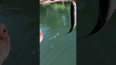 Fish life