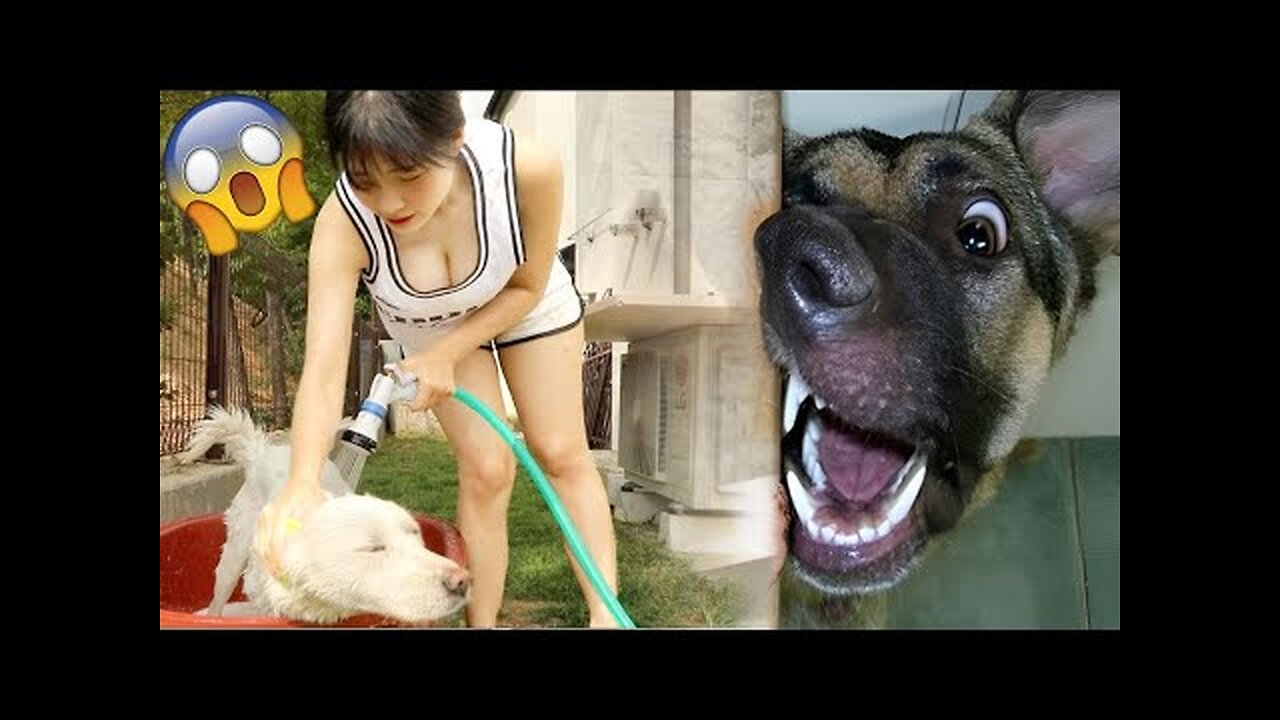 Best Funny Animal Videos 2022 - Funniest Cats And Dogs Video