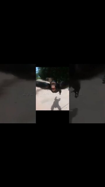 monke for nothing #shorts