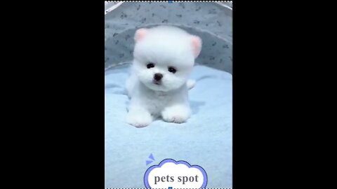 FUNNY PETS 2