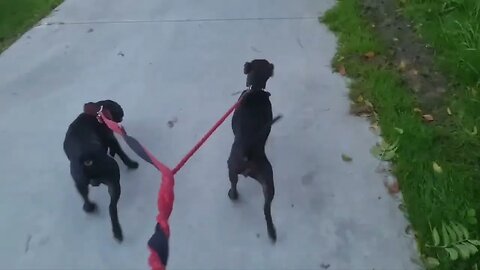 Some tips on safety when dogs are relieving themselves. Athletic Patterdale Terriers working dogs