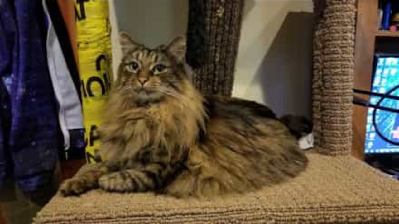 Un gros chat se coince la tête dans un cornet de frites
