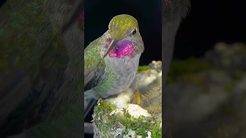 Hummingbird Chicks Being Fed, Lowkey Looks Painful😂 #shorts #short