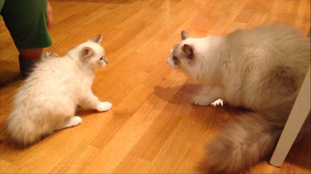 Kitten Arrives At New Home And Meets Resident Cat