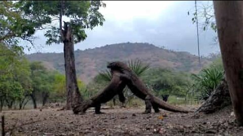 Un combat fou entre deux varans de Komodo