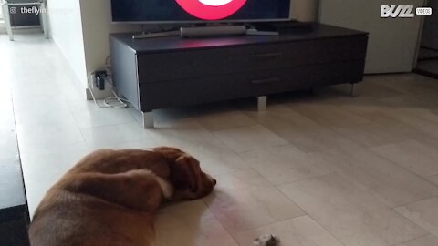 Cane adora la colonna sonora di 'Ghostbusters'