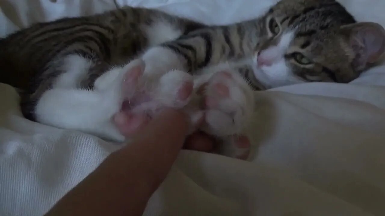 Very Funny Little Cat Stretches His Toes When I Tickle His Paw