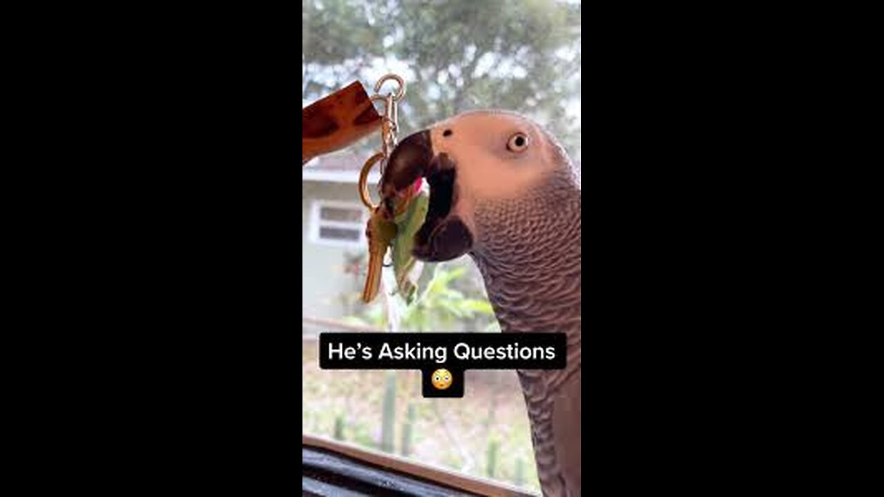 The World's Funniest Parrots To Make You Laugh! 😅