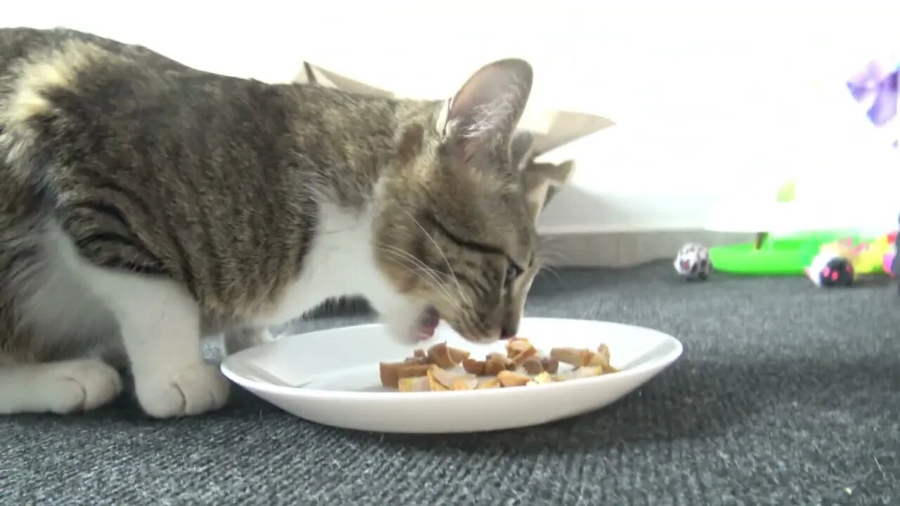 Kitten Rudolph Gets a Food Plate