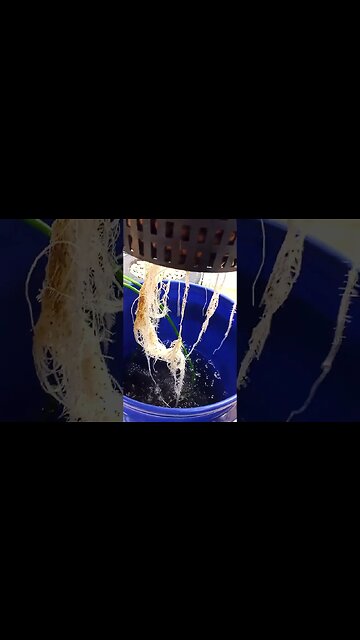 Seedsman NL Day 27 DWC Advanced Nutrients Viparspectra XS1500 Pro