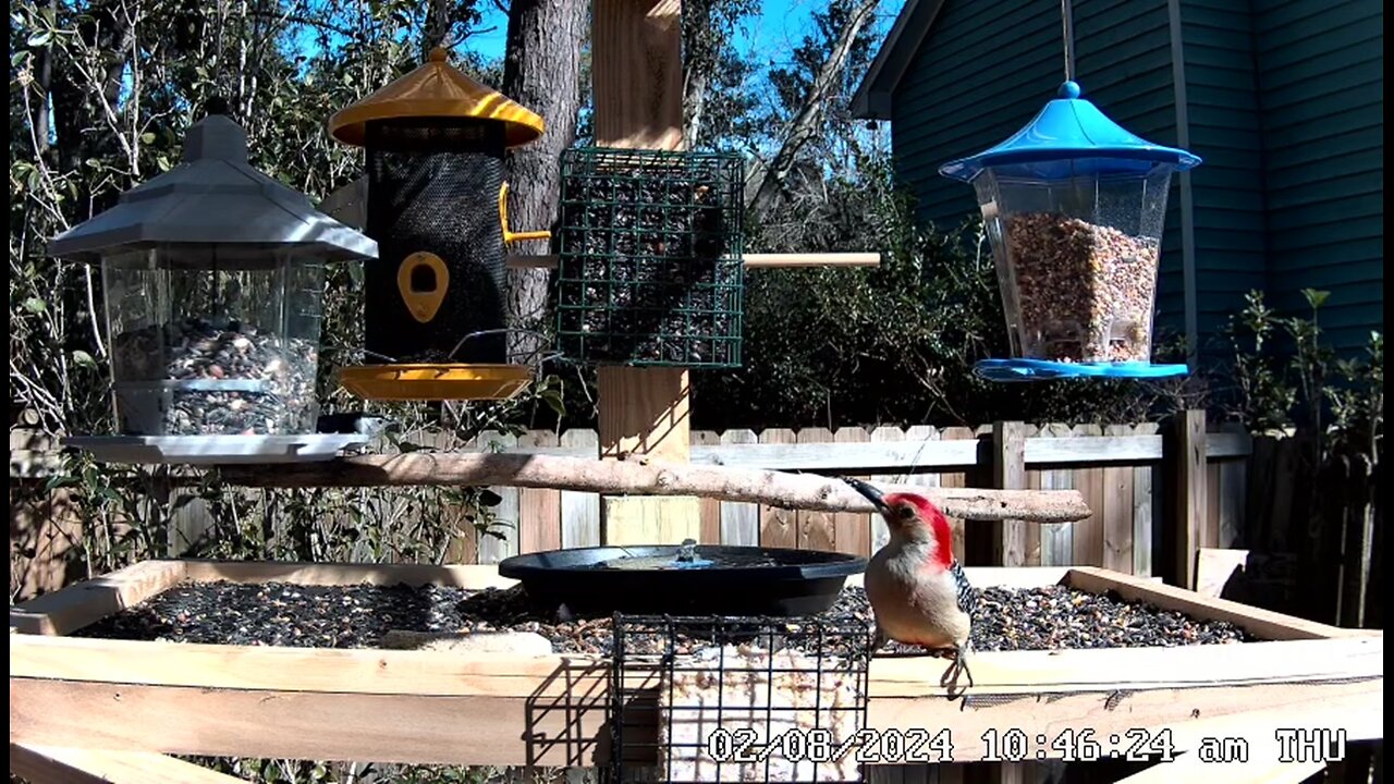 Relaxing Live Bird Cam