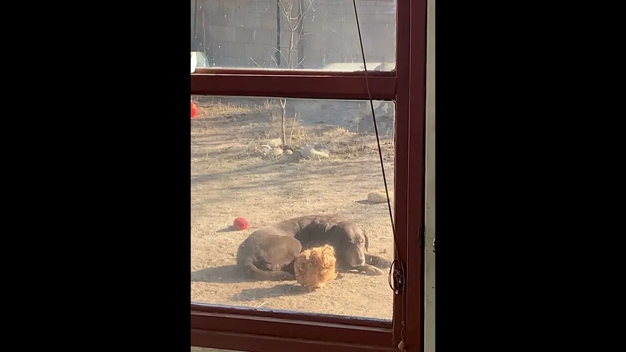 Dory & Evie Enjoying The Winter Sun