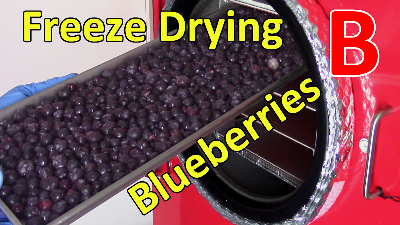 Freeze Drying Blueberries