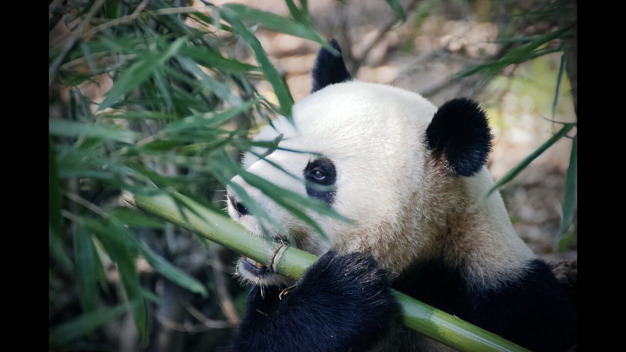 Pandas are playing and fighting!