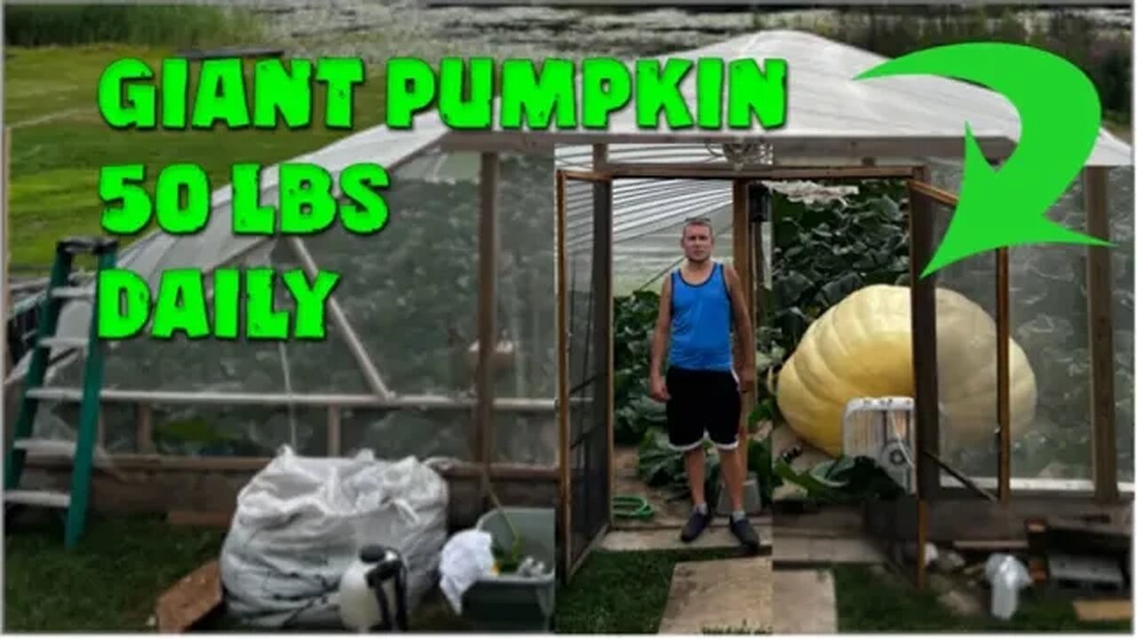 Giant Pumpkin Greenhouse Tour