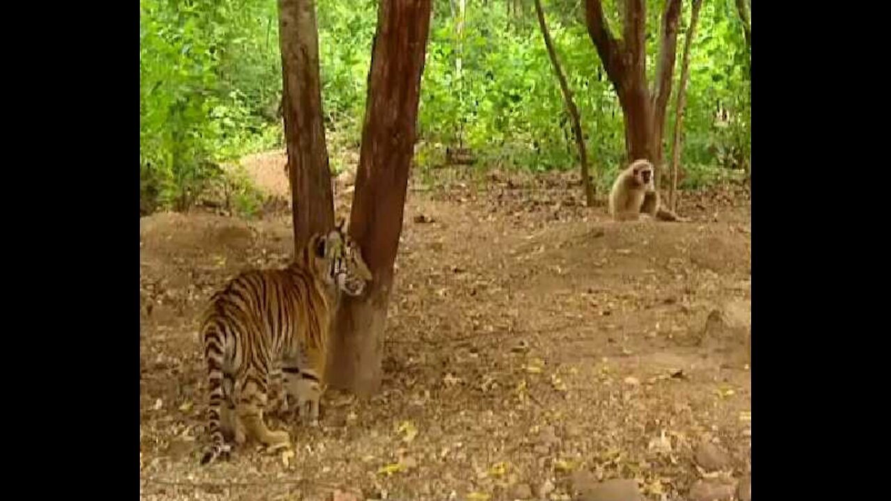 How monky play with tiger