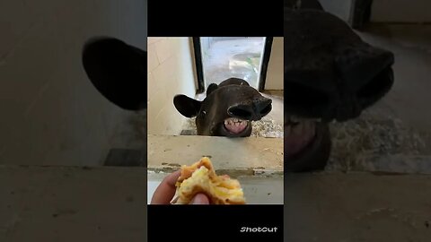Life Is Great, Especially With A Daily Dose Of Sweet, Adorable, Funny, Derpy Animals!!!