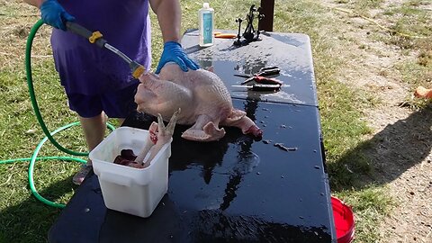 Butchering and Processing Our Turkeys - *WARNING* SLIGHTLY GRAPHIC