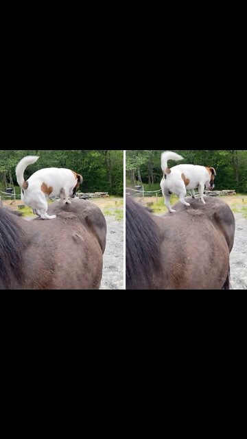 Helpful Pup Loves To Scratch Horse's Back