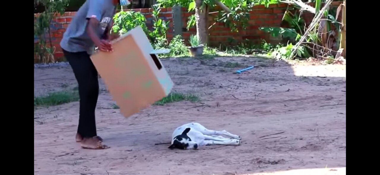 troll prank dog funny 😂